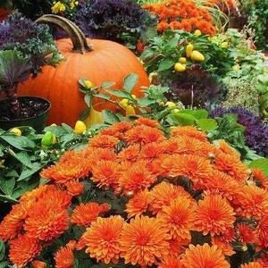 Meet your Posher, Marion